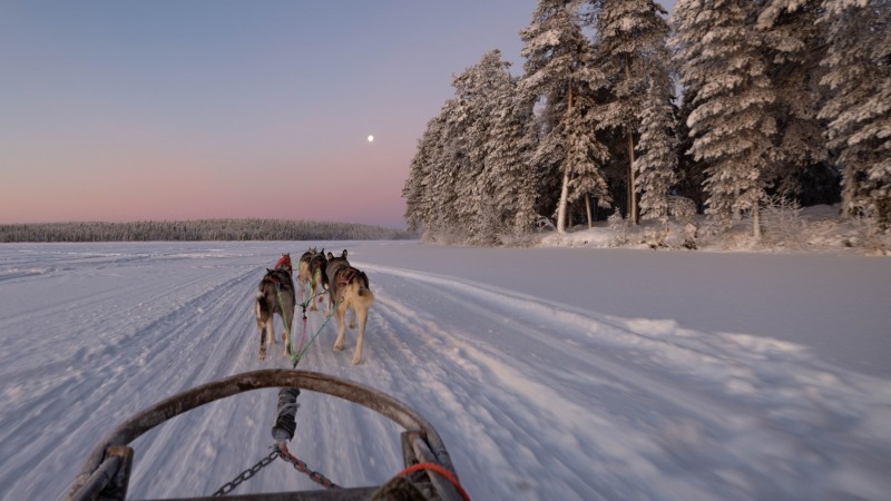 Chiens de traineaux au lever de soleil